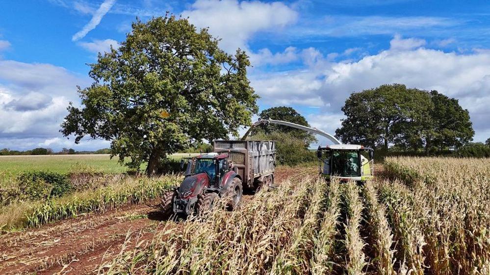 A tractor pulls a trailer collecting crops from a machine, next to a green field and beneath blue sky.