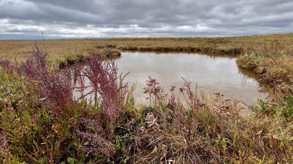 A saltmarsh habitat with a pool of water and some pink flowers in the forefront. The sky is grey and overcast.