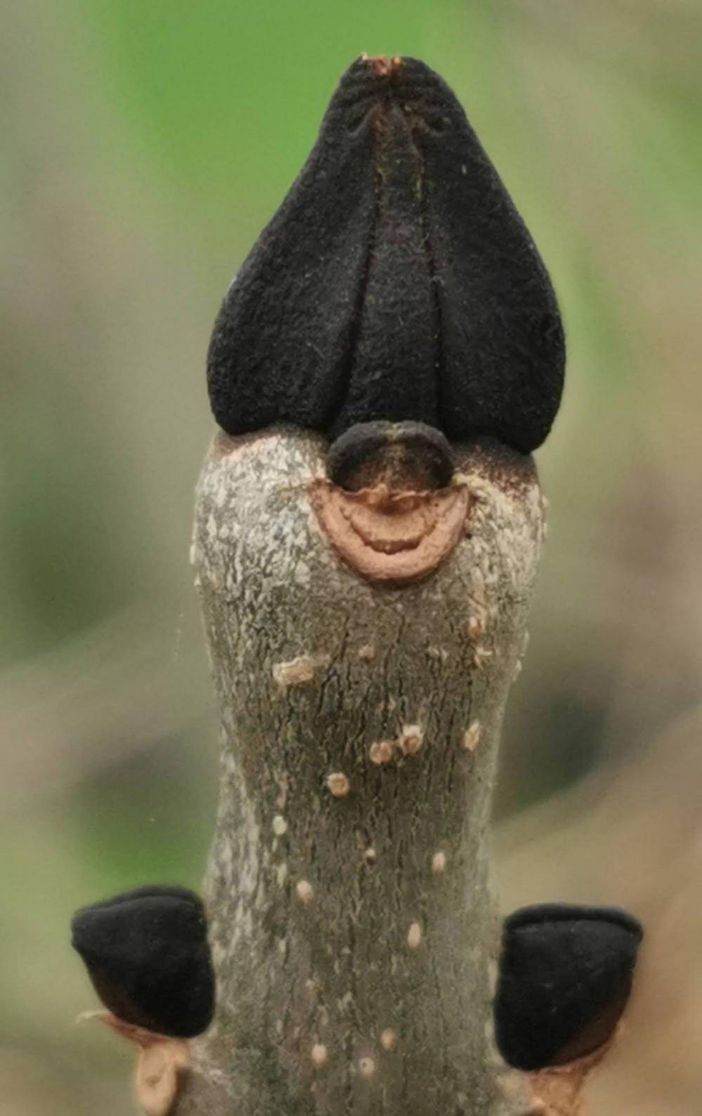 An ash bud