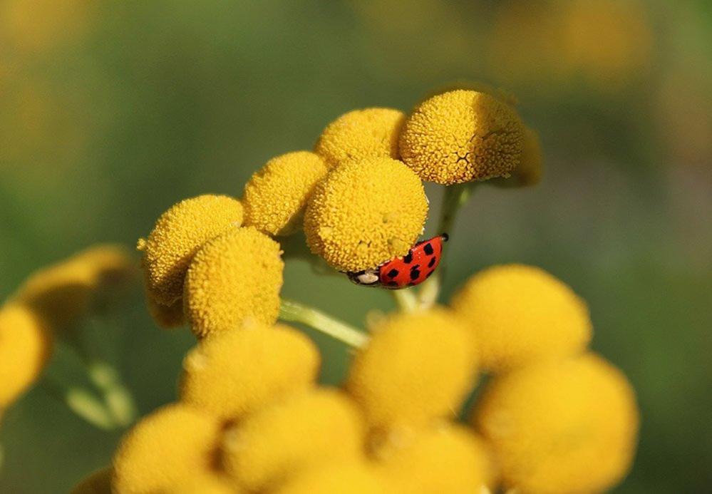 Ladybird