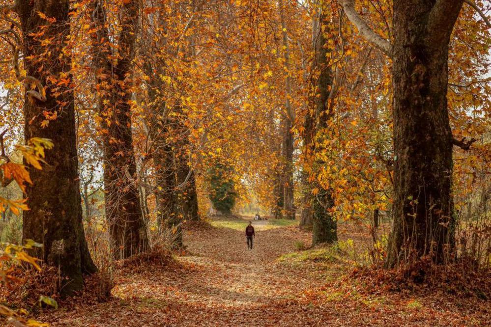 A visitor walks on fallen Chinar tree leaves inside a Mughal garden during an autumn day in Srinagar, Jammu and Kashmir, on November 17, 2024. Autumn, locally known as Harud, is a season of harvesting in Kashmir, with trees changing their colours while the daylight hours become shorter as winter approaches.