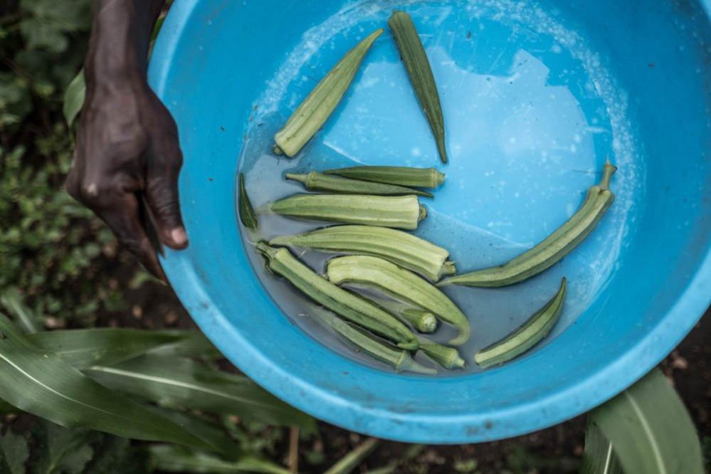 Okra in a bowl