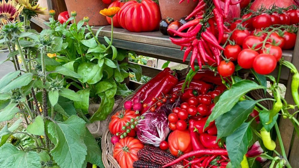 Bright red tomatoes, chili peppers, a cabbage and green plants can be seen on shelves up close.