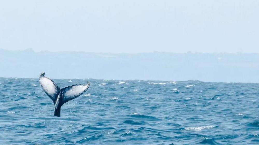 Humpback whale