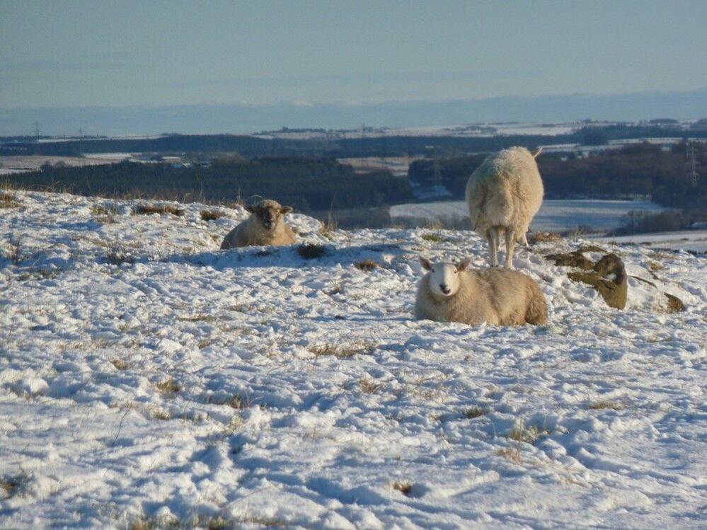 Three sheep, two lying down, on snow-covered grass. Fields are in the distance. 