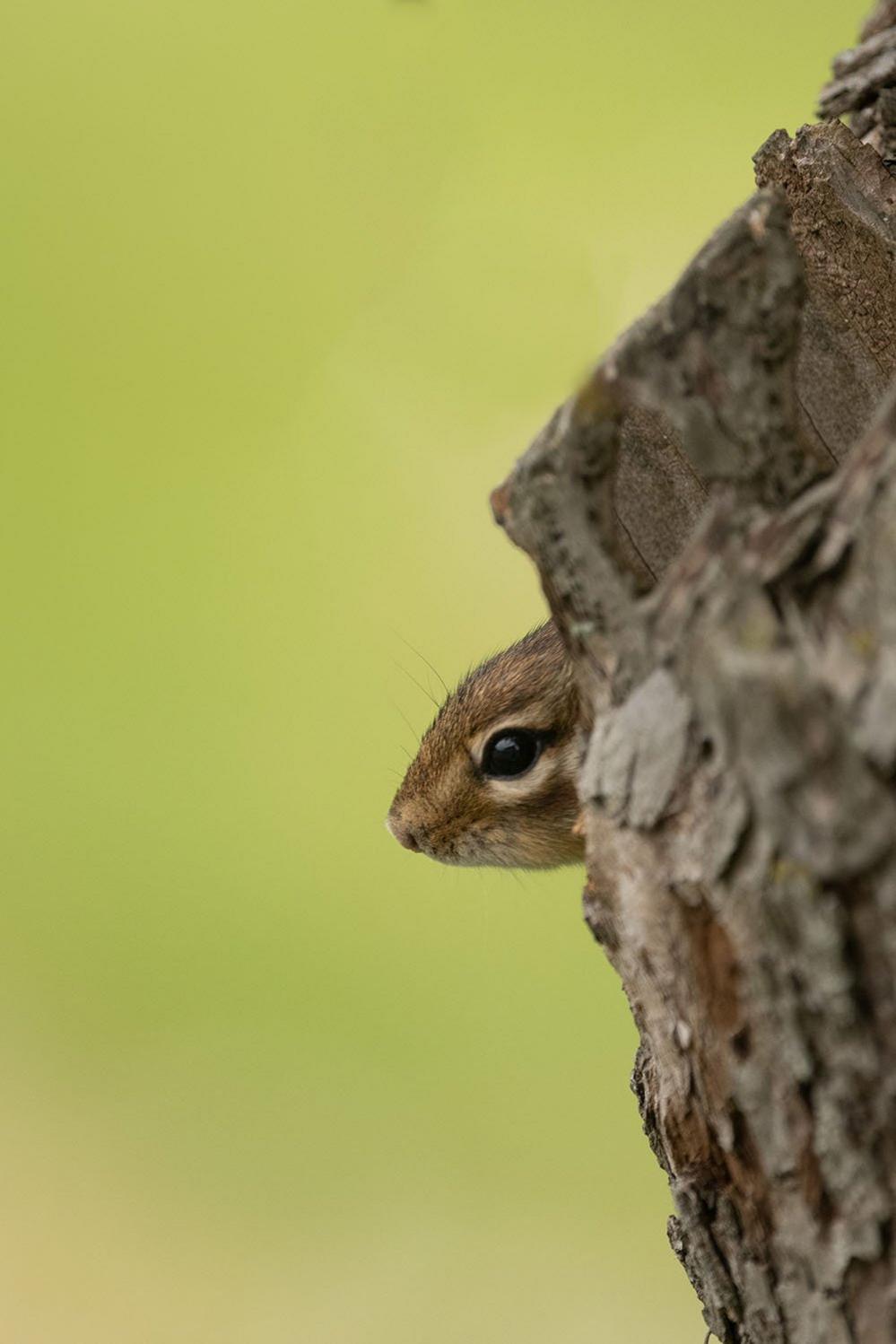 Chipmunk