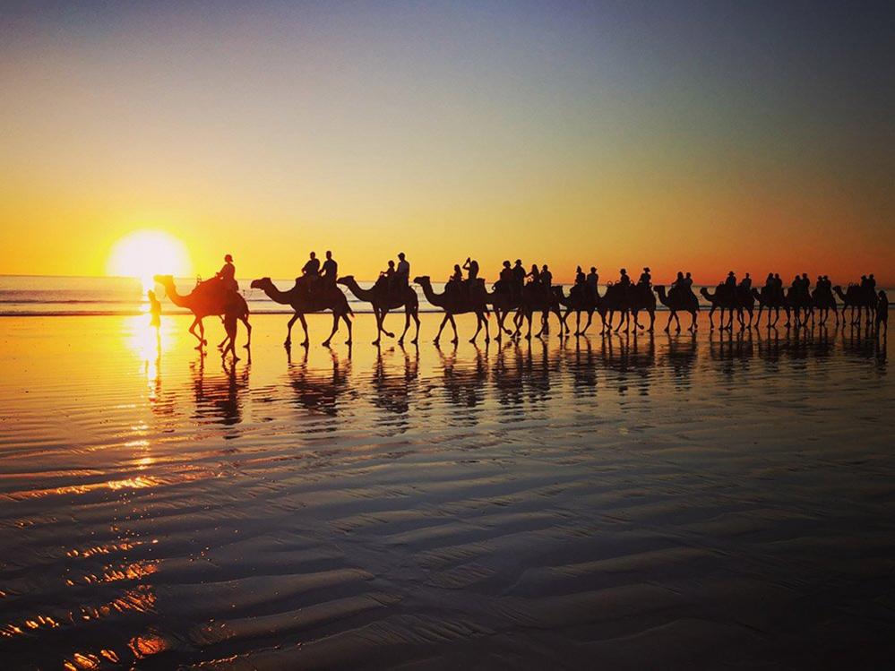 Camels on the beach