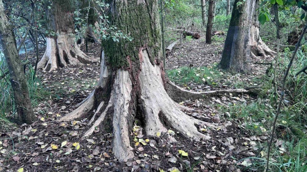 A large number of trees in a nature reserve, with leaves on the ground, and bark bitten by beavers. There are also bits of tree bark and sticks on the ground. 