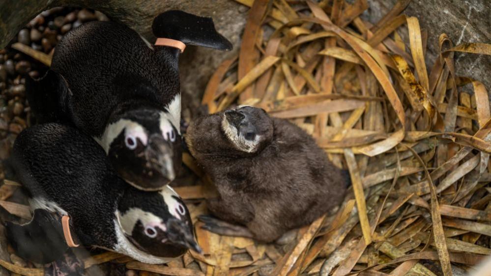 A penguin chick with brown feathers with two black and white penguins in a nest of brown leaves and straw.