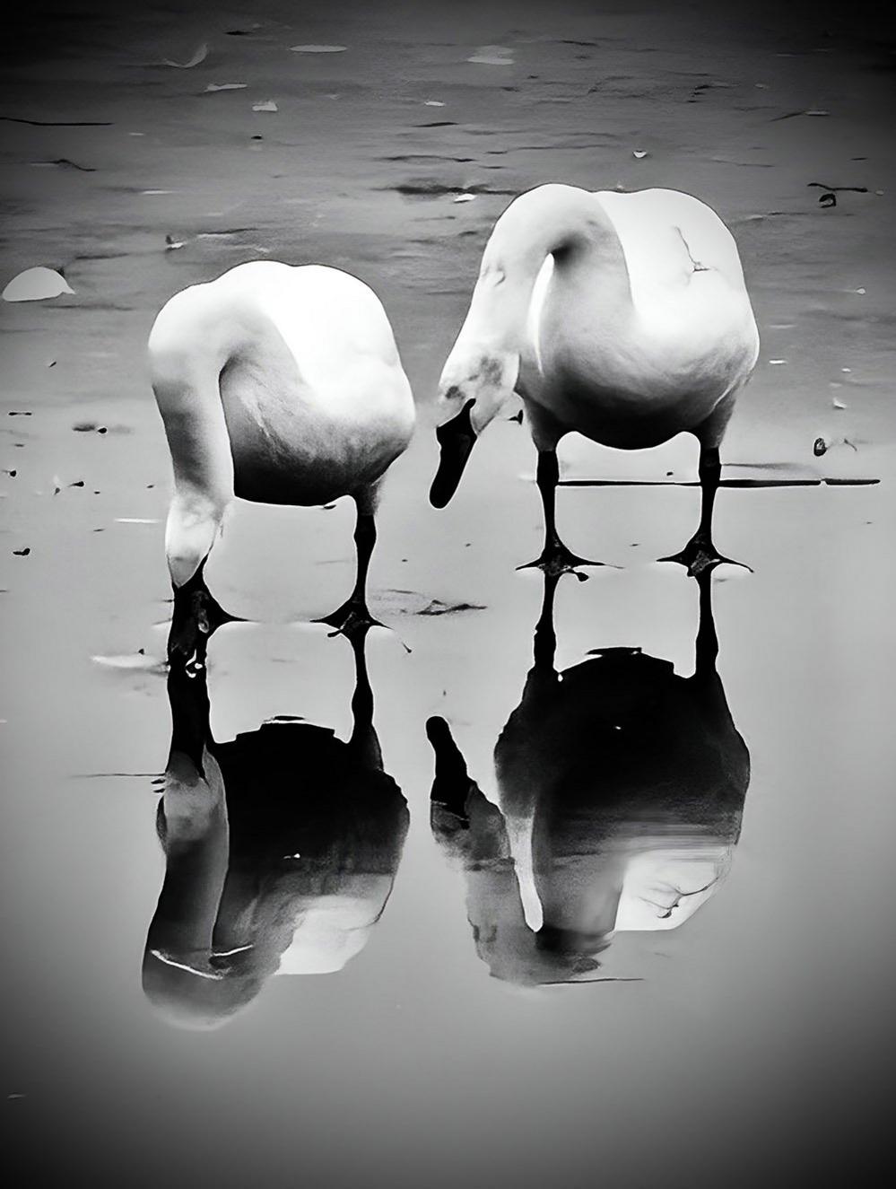 Swans on ice