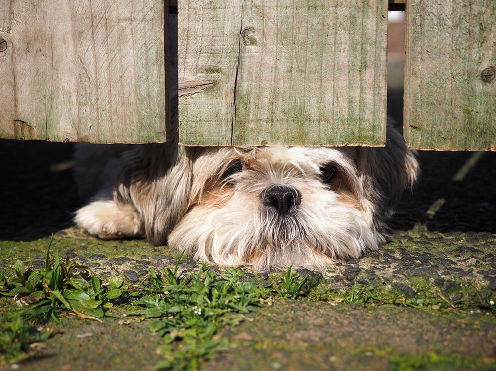 Dog looking under a fence