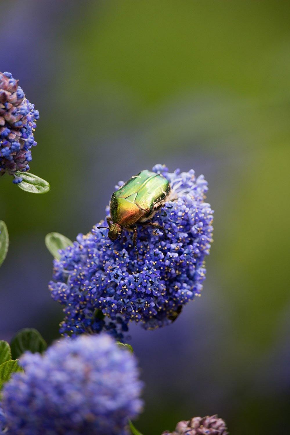 Beetle on a flower