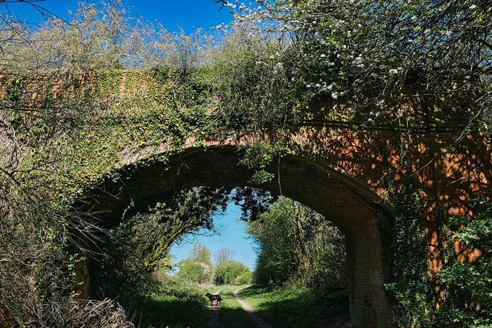 Overgrown bridge