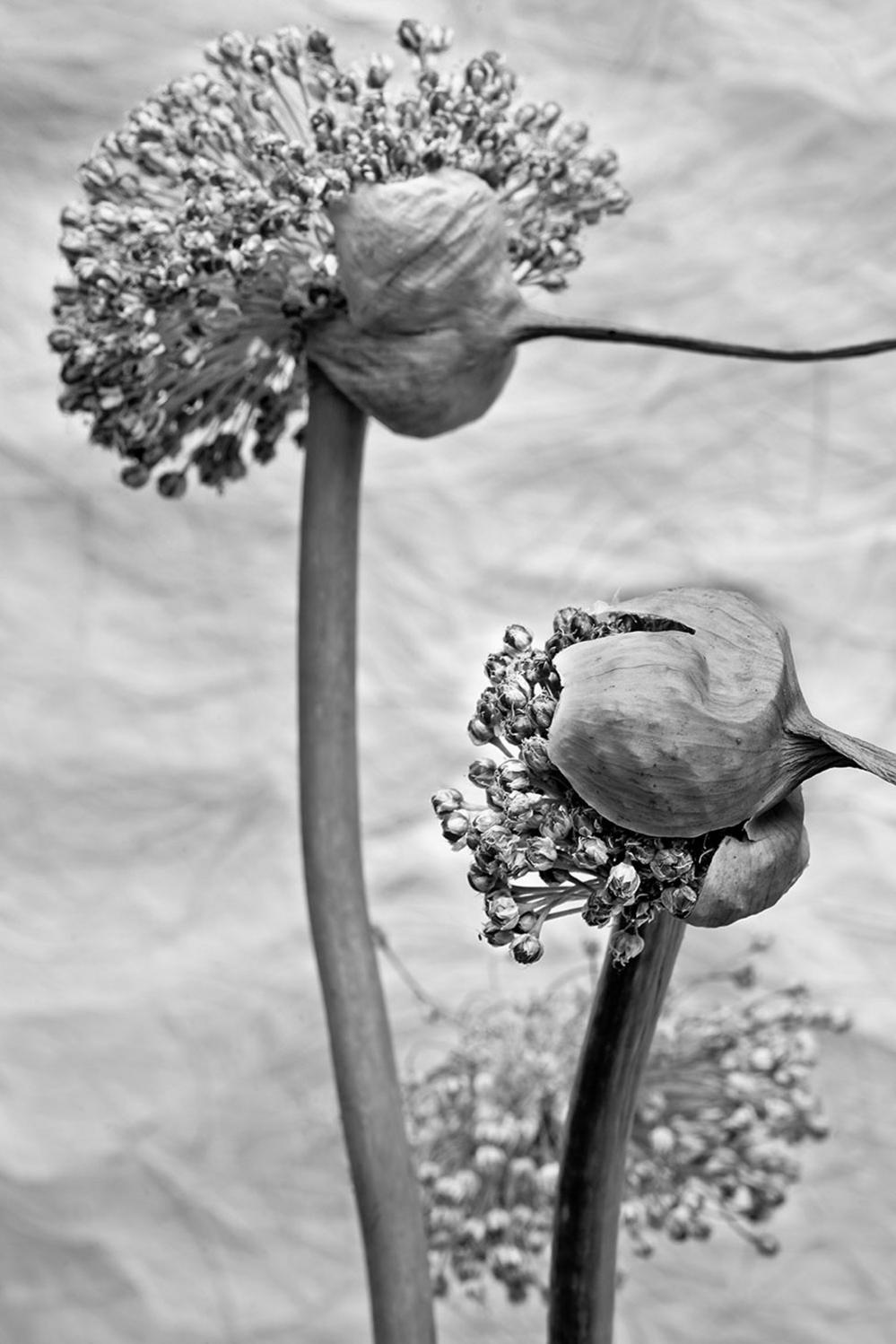 Flower heads with seeds bursting from them