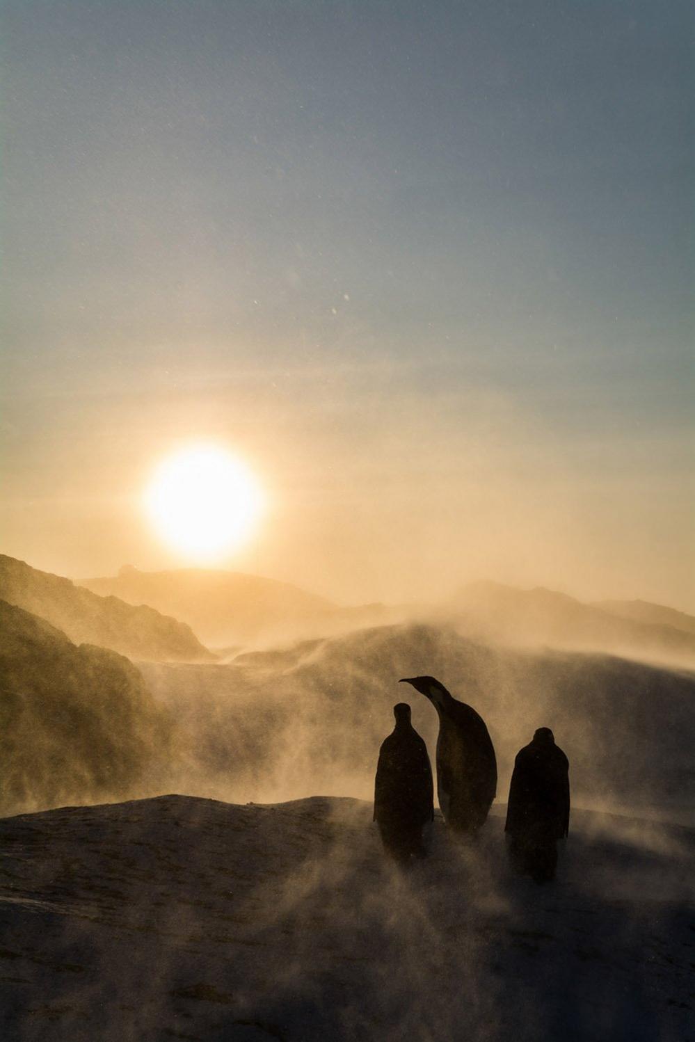 Emperor penguins