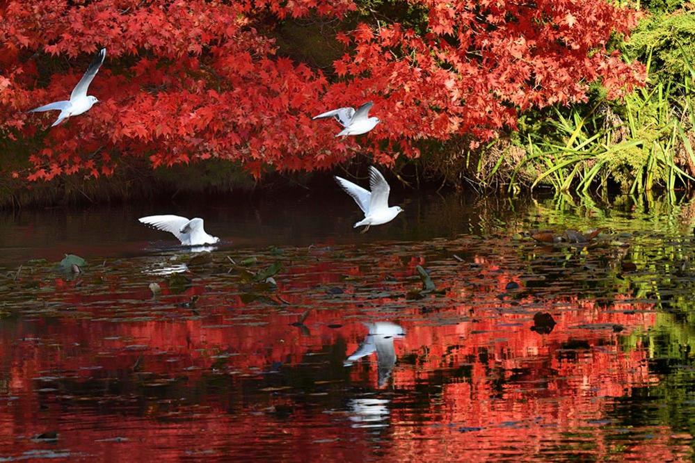 Seagulls on a lake