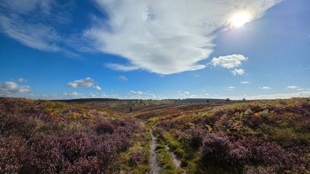 A path leads between two slight inclines in a hilly landscape. On either side are bushes of heather with purple haze to them. The sky is blue with the odd white cloud.