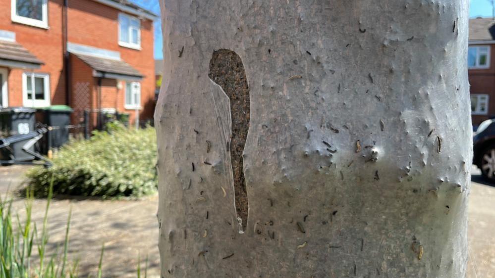 A view of a tree trunk which shows the webbing torn slightly, showing the normal colour of the bark, which is much darker than the web.