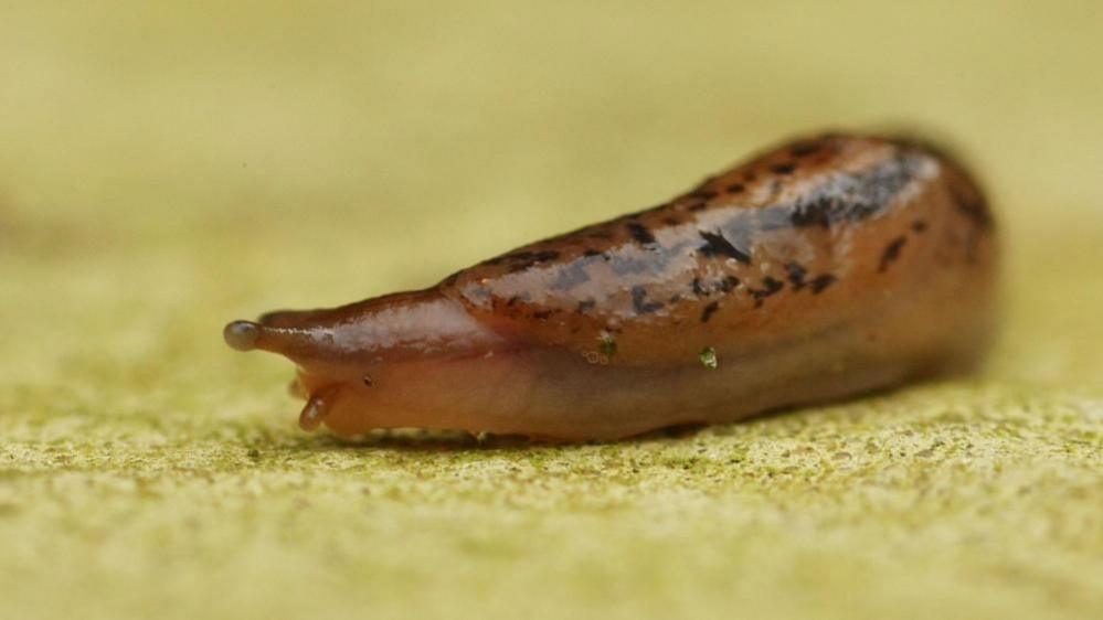 There is a slug. It is brown and has dark spots on its body. It is looking to the left of the screen.
