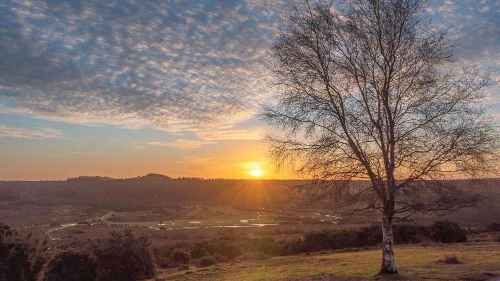 A peaceful sunrise over the New Forest. The sun glows orange on the horizon and lights up the sky. There is a large area of common land with trees on the horizon. One tree with no leaves frames the front of the picture.