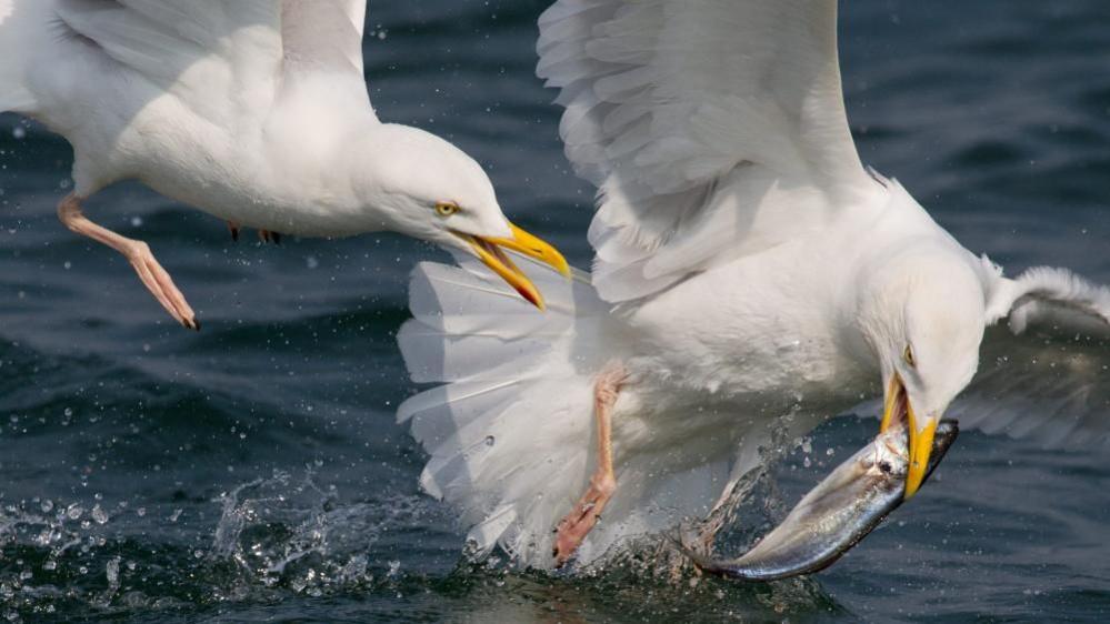 A herring gull attacks another gull which has caught a fish in its beak