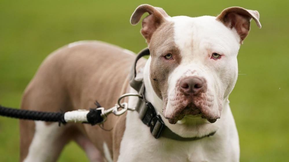 A close up of a brown and white XL Bully dog on a lead and looking at the camera. 