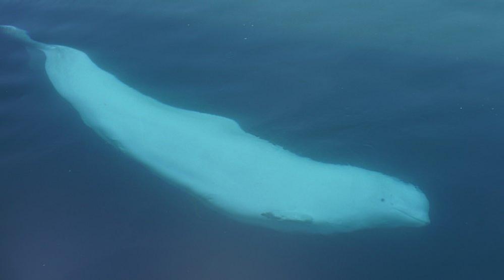 A picture of Hvaldimir swimming underwater