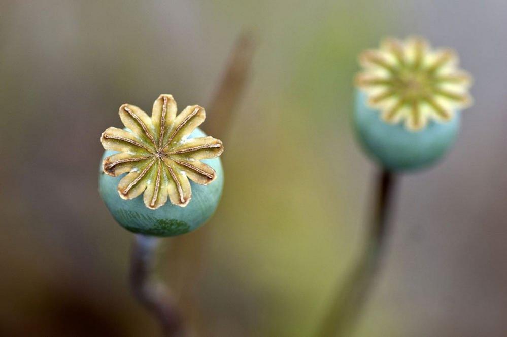 Seed heads