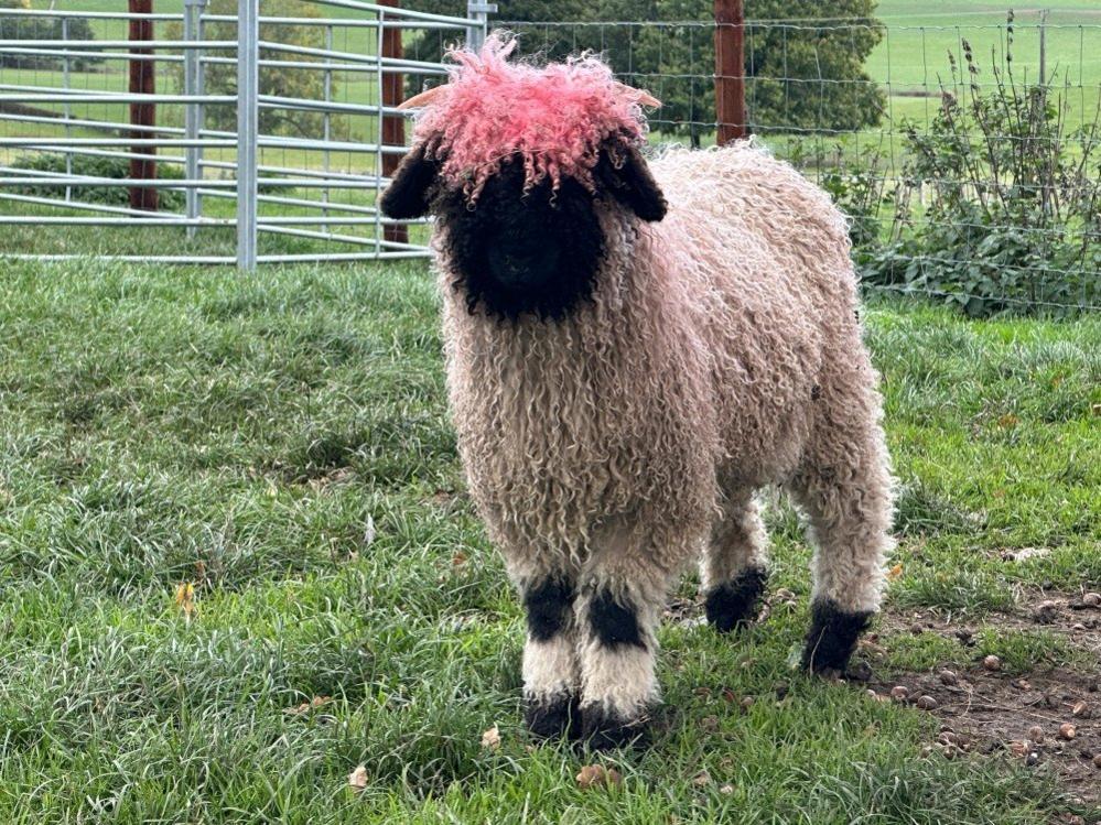 One sheep with dyed hair