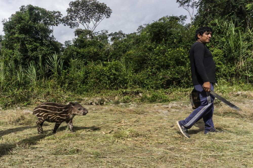 A man walks along holding a machete followed by a young tapir in the Waikas community