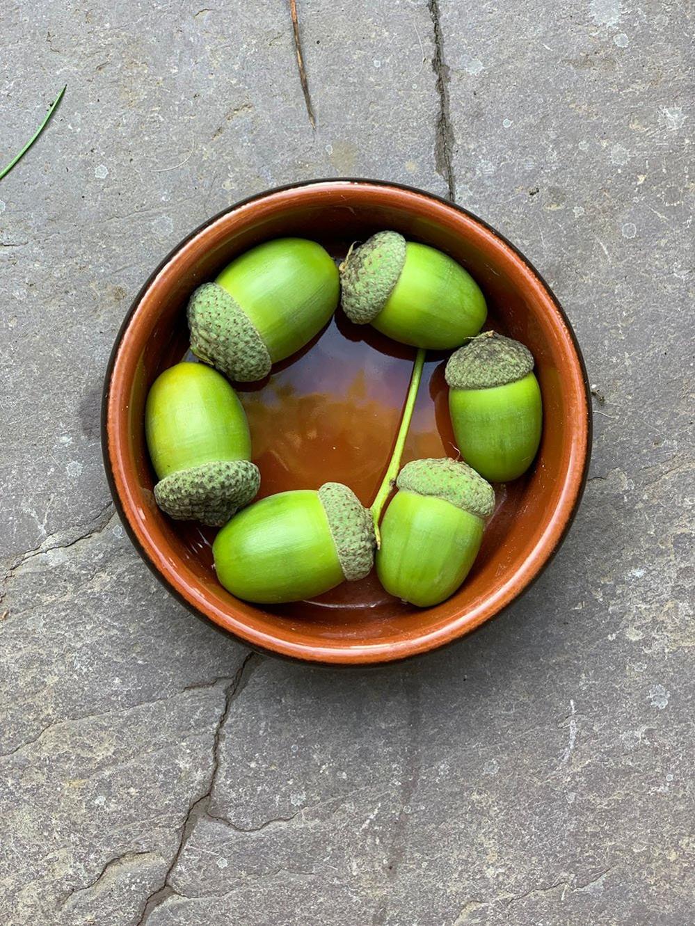 Acorns in a dish