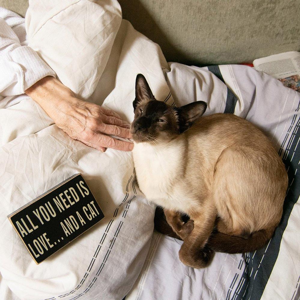 A hand stroking a cat