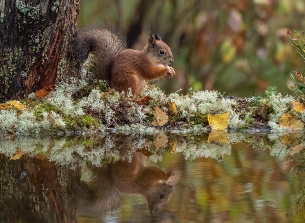 Red squirrel