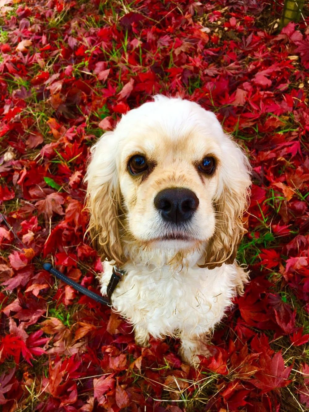 Dog sat on red leaves