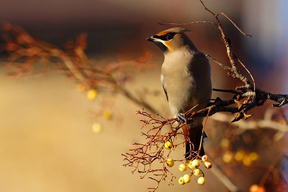 A waxwing bird in a tree