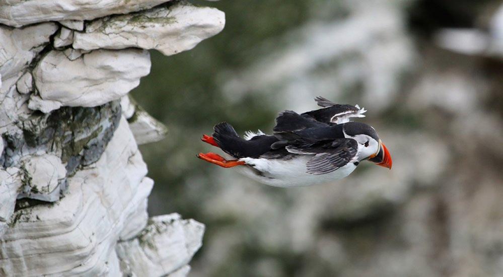 Puffin takes flight