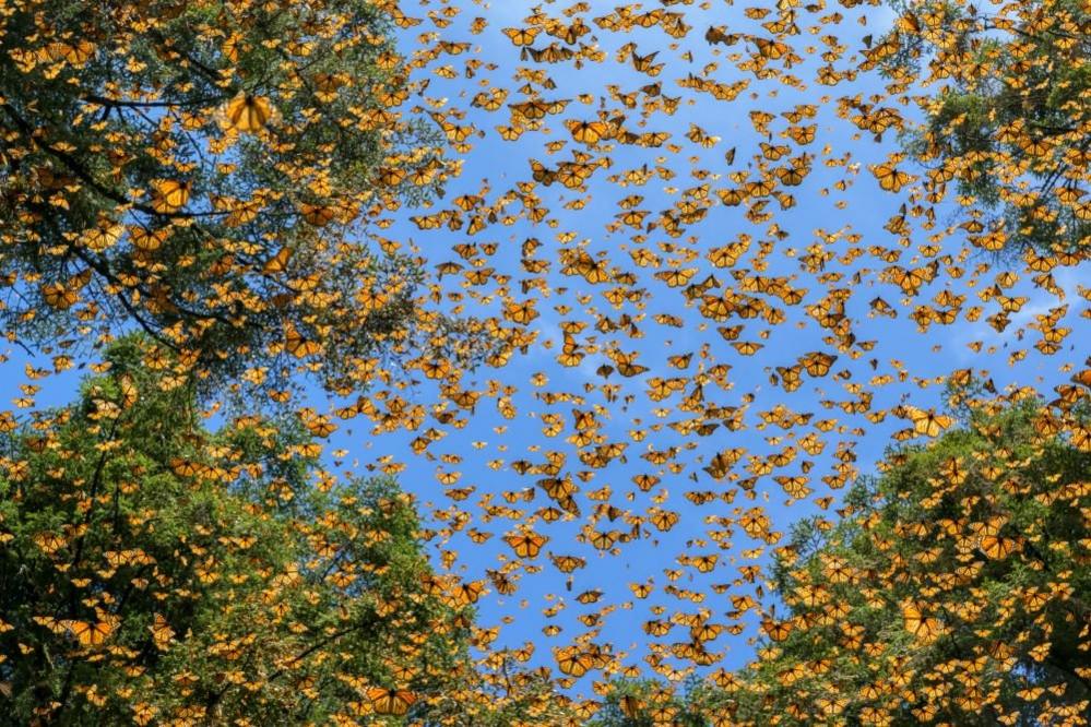 Butterflies stream through protected indigenous fir forests, Michoacán, Mexico, 24 February 2023