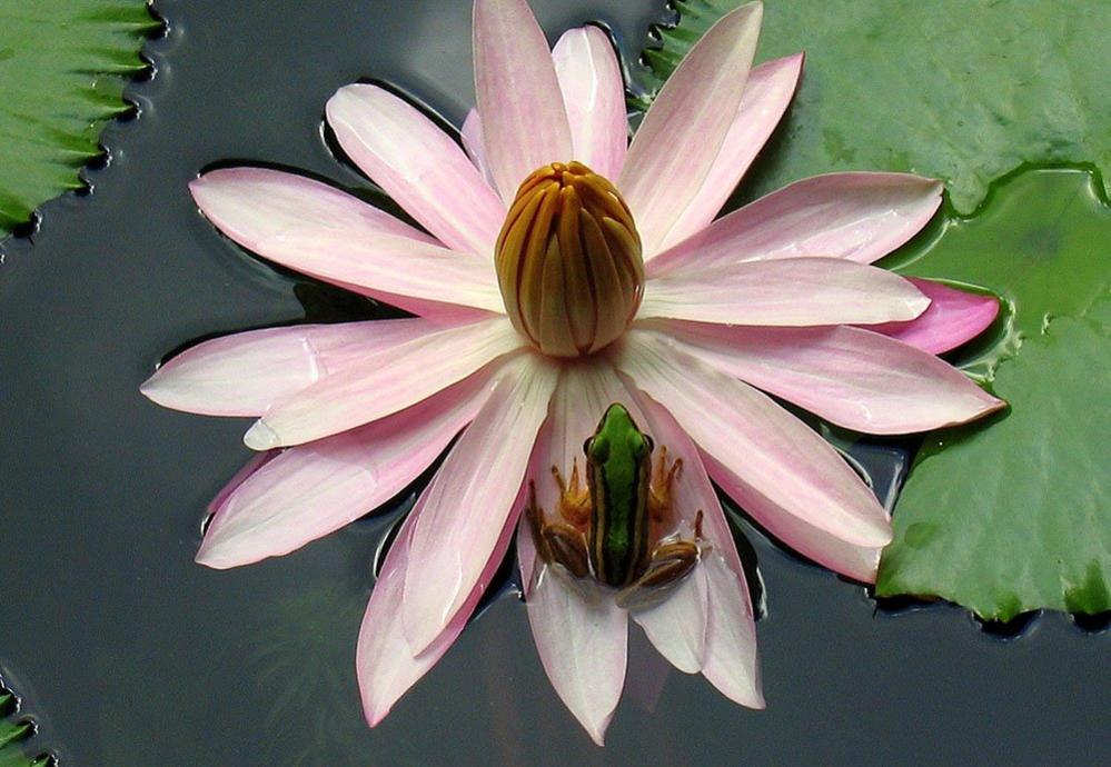 Frog on a water lily