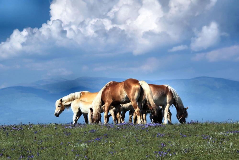 Horses in Bulgaria