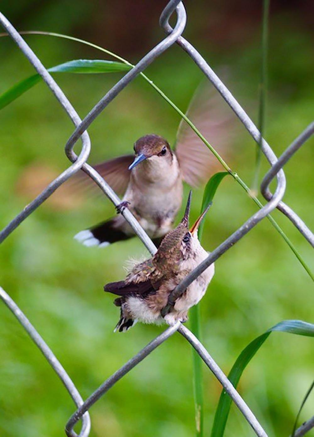 Hummingbirds