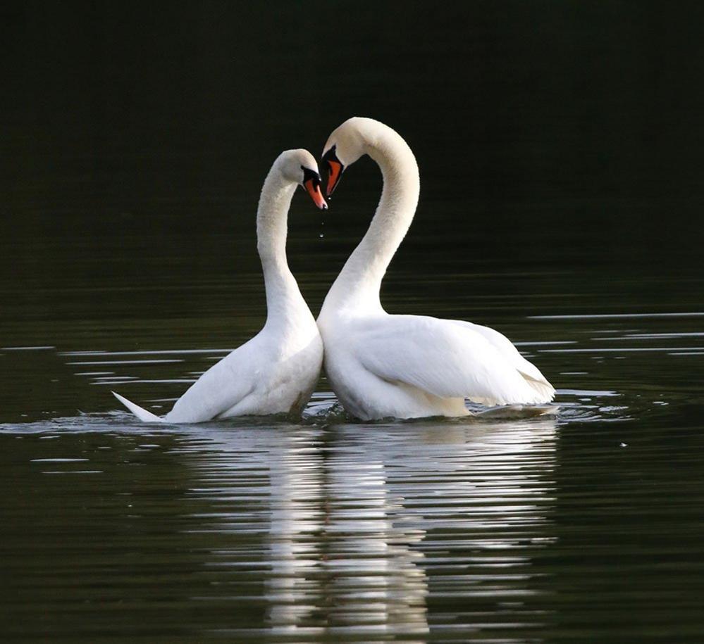 Mute swans