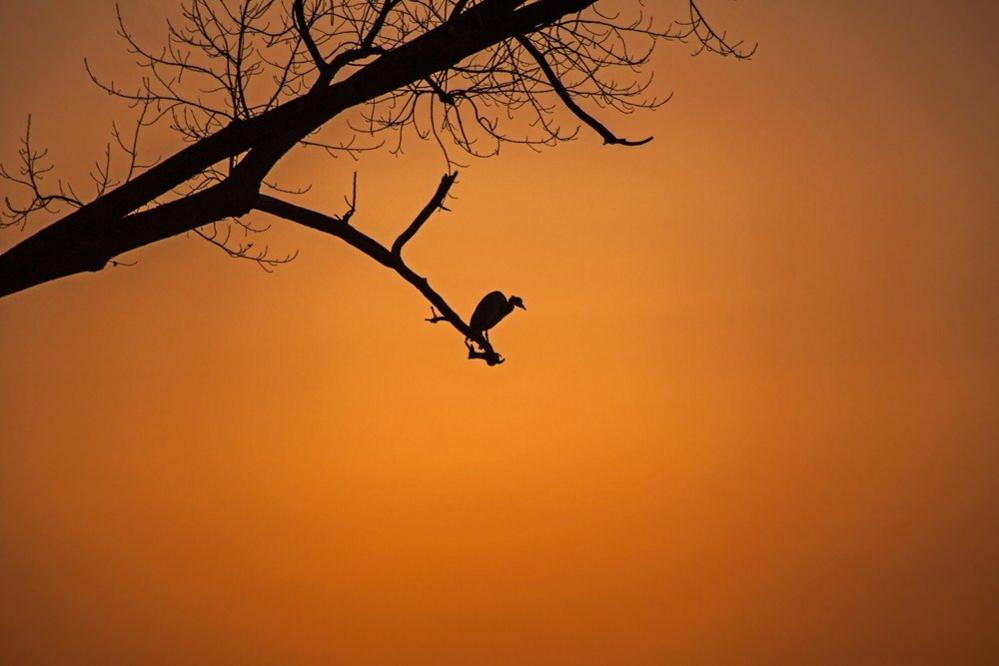 Heron on a branch