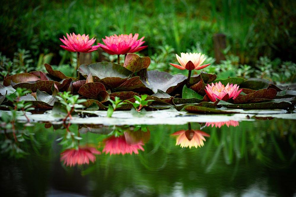 Water lilies