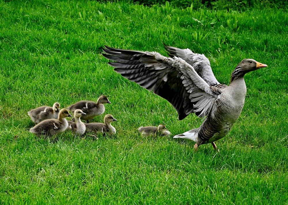 Goose and goslings