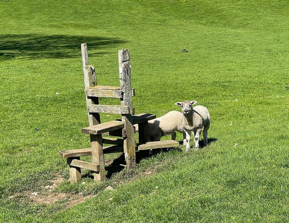 Sheep and a stile