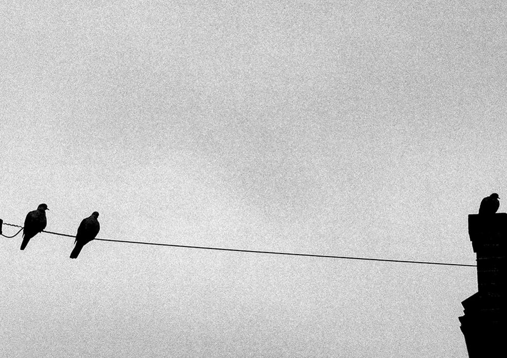 Two birds perched on a power line