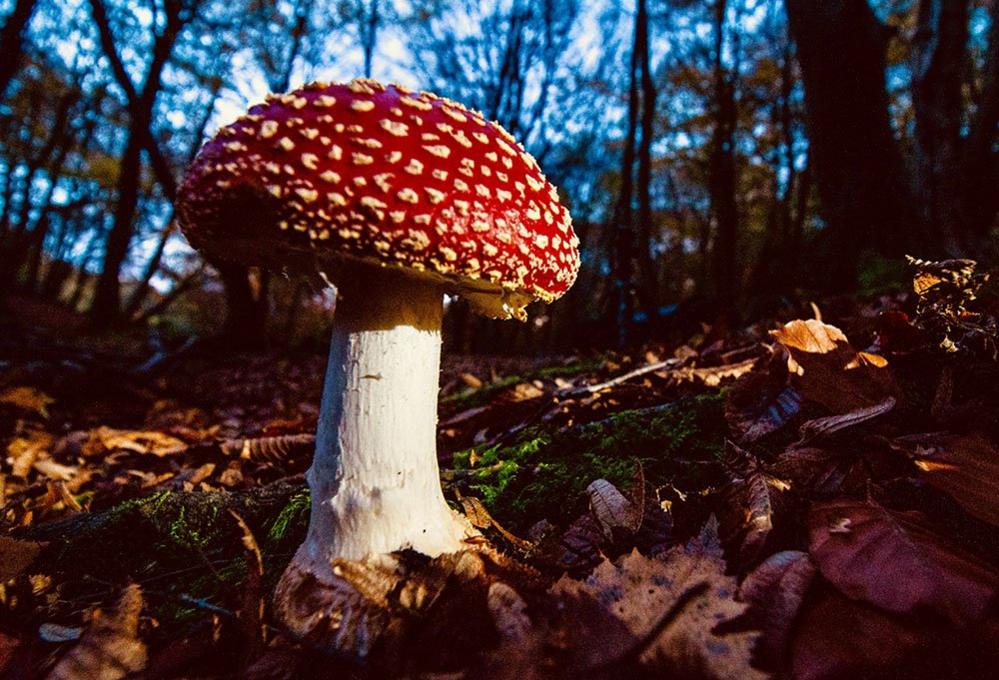 Fungi against the sky