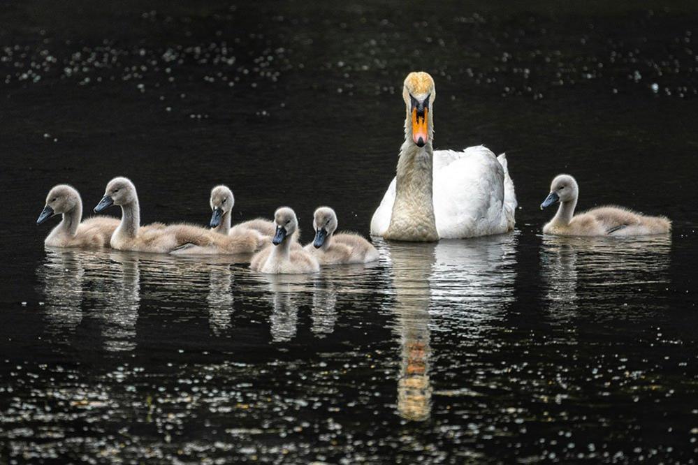 A swan and her cygnets