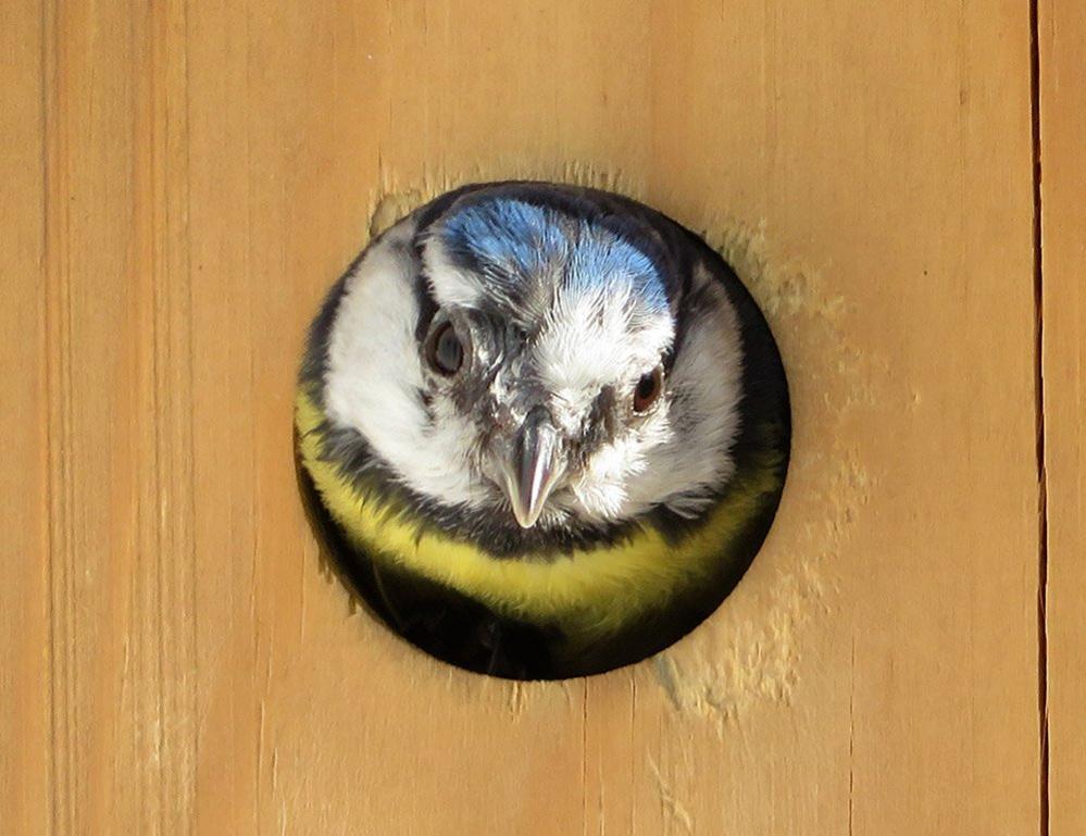 Blue tit in a box