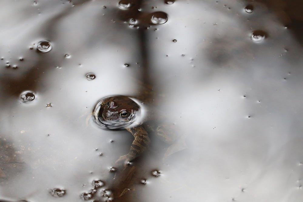 Frog in a puddle